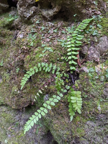 Aspleniaceae image
