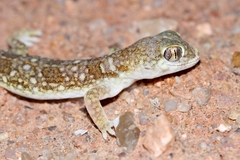 Stenodactylus mauritanicus