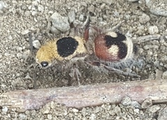 Dasymutilla sicheliana