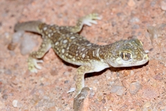 Stenodactylus mauritanicus