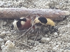 Dasymutilla sicheliana