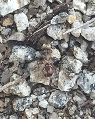 Dasymutilla formosa