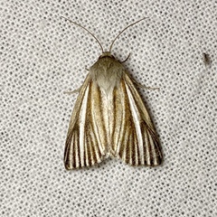 Heliocheilus cramboides