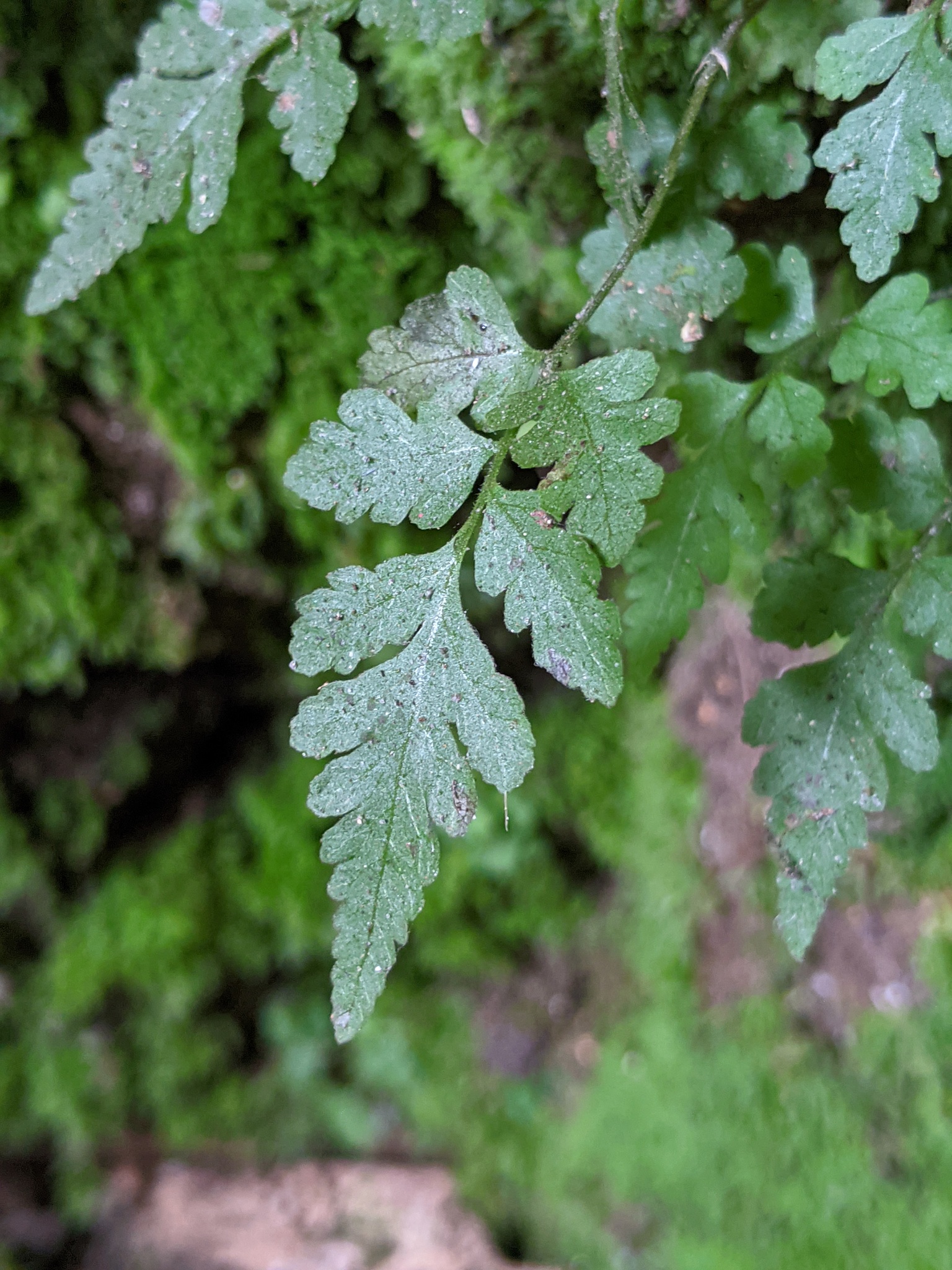 Asplenium abscissum
