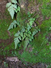 Asplenium abscissum
