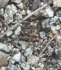 Dasymutilla formosa