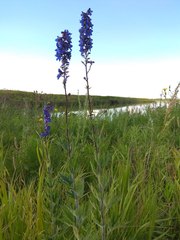 Delphinium retropilosum