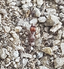 Dasymutilla formosa
