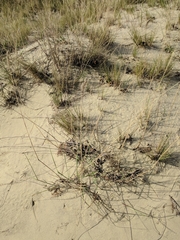 Agropyron dasyanthum