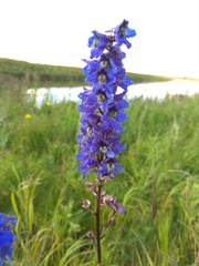 Delphinium retropilosum