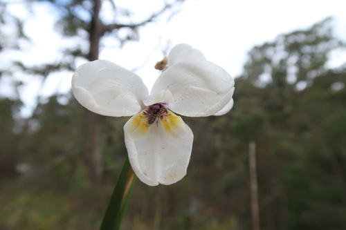 Image of Diplarrena latifolia by no rights reserved