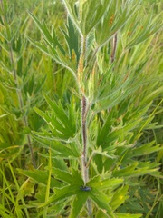 Delphinium retropilosum