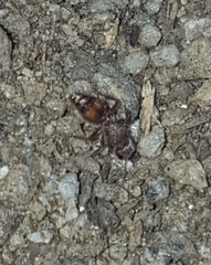 Dasymutilla formosa