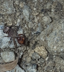 Dasymutilla formosa