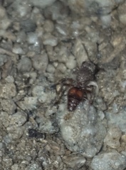 Dasymutilla formosa