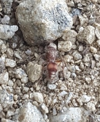 Dasymutilla formosa