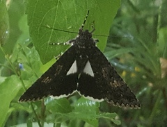 Melipotis punctifinis