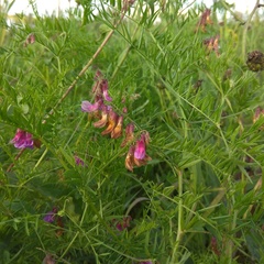 Vicia megalotropis