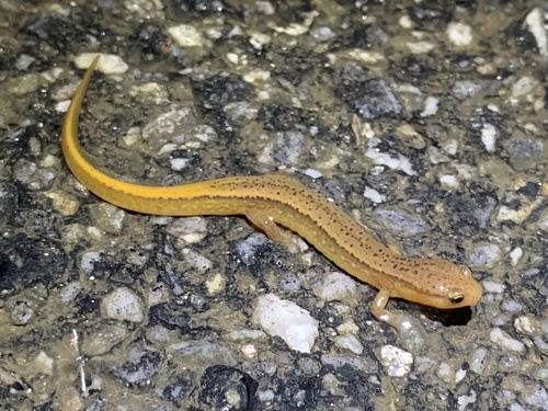 Southern Two-lined Salamander