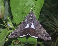 Melipotis punctifinis
