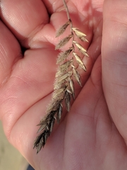 Agropyron dasyanthum