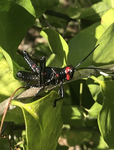 Chromacris miles