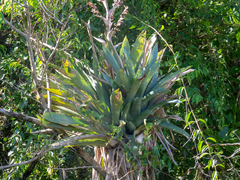 Vriesea gigantea