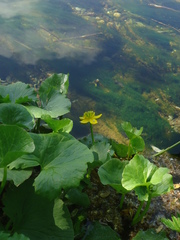 Caltha sibirica