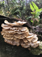 Cerrena zonata