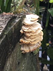 Cerrena zonata