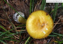 Amanita subjunquillea