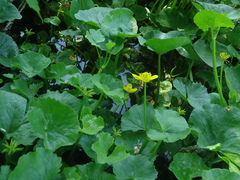 Caltha sibirica