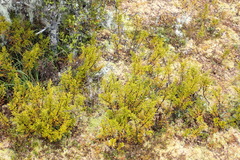 Halocarpus bidwillii