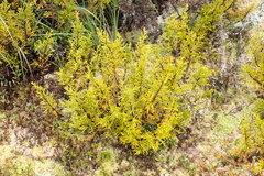 Halocarpus bidwillii