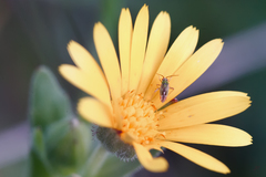 Conostethus venustus