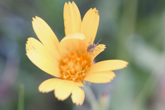 Conostethus venustus