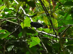 Thamnophilus amazonicus