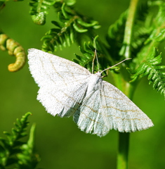 Perconia strigillaria