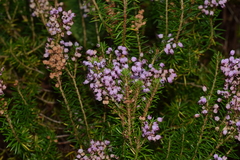 Erica vagans