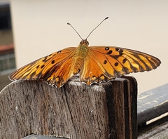 Dione vanillae