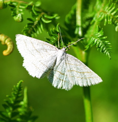 Perconia strigillaria