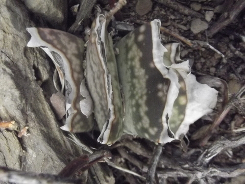 Image of Gasteria brachyphylla by no rights reserved