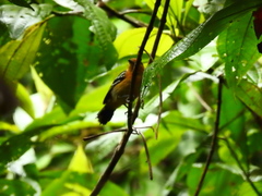 Thamnophilus amazonicus