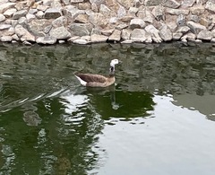 Anser anser × Branta canadensis