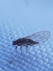 Trioza urticae