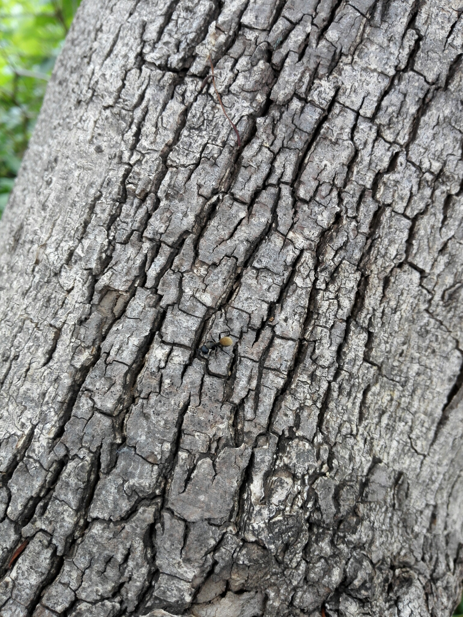 Camponotus darwinii