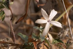 Barleria lavaniana