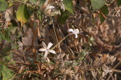 Barleria lavaniana