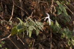 Barleria lavaniana