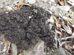 Mellivora capensis capensis